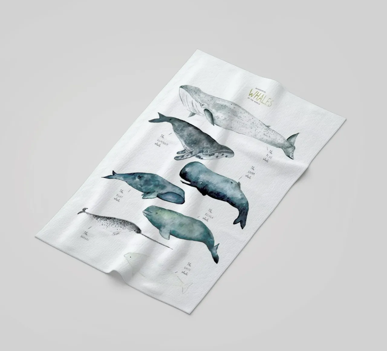 Whale Types telo mare da Isabelle Vandeplassche