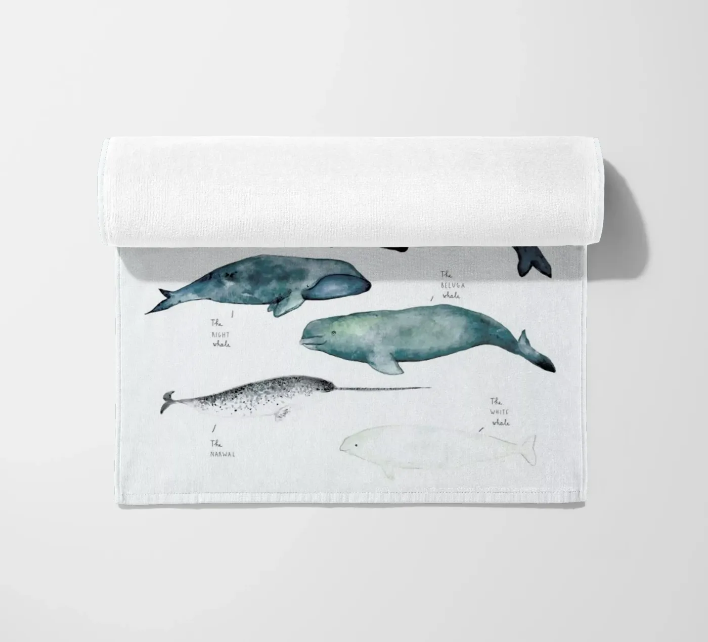 Whale Types telo mare da Isabelle Vandeplassche