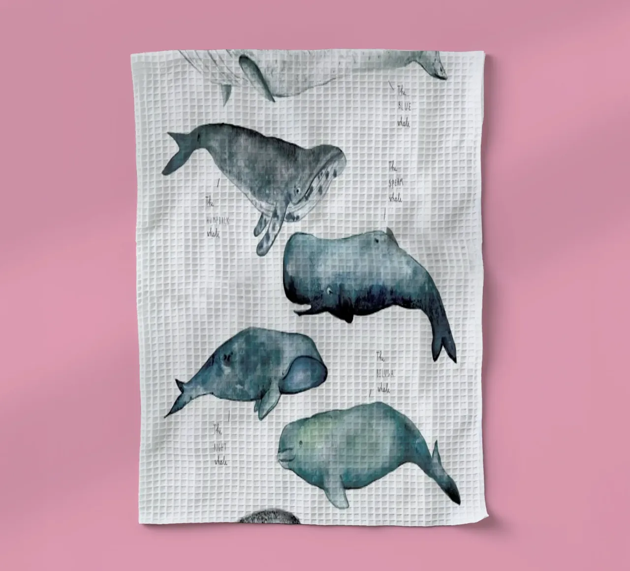 Whale Types canovaccio da cucina da Isabelle Vandeplassche