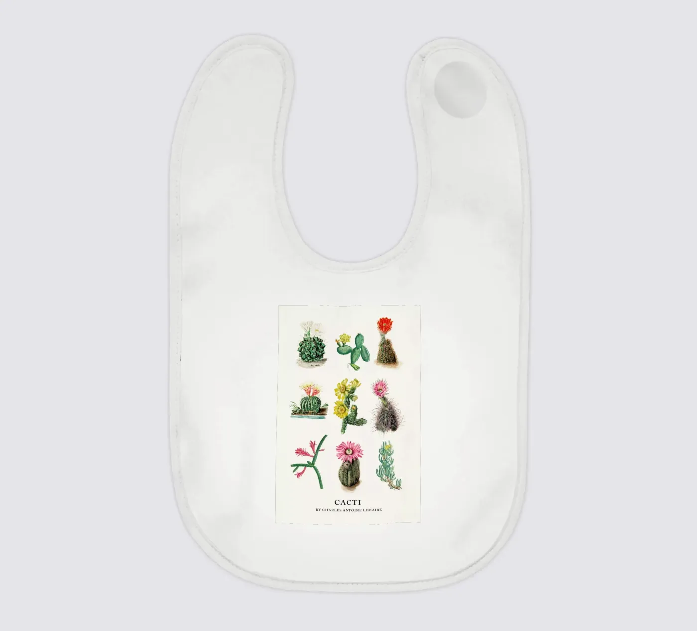 Various Cacti bavaglino da Flora & Fauna