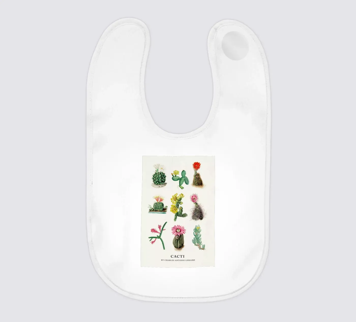 Various Cacti bavaglino da Flora & Fauna