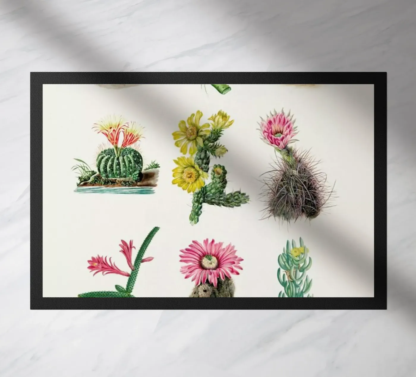 Various Cacti zerbino da Flora & Fauna