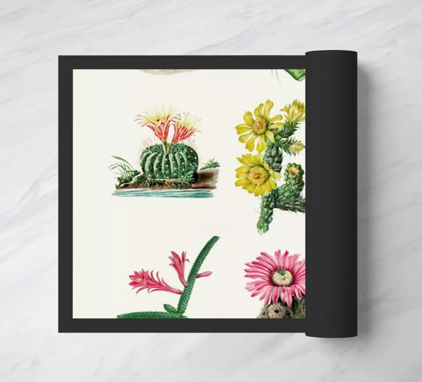 Various Cacti zerbino da Flora & Fauna