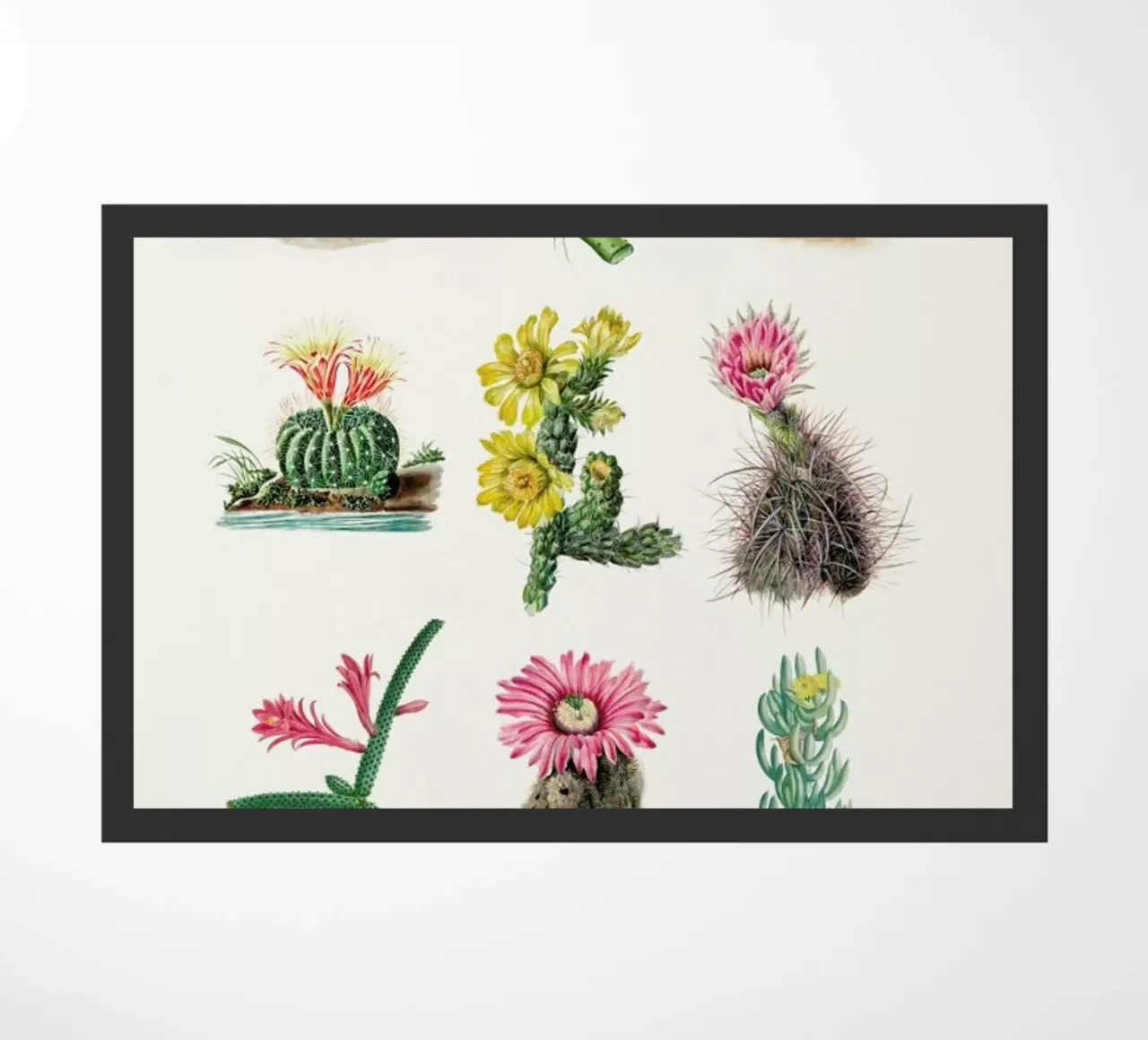 Various Cacti zerbino da Flora & Fauna