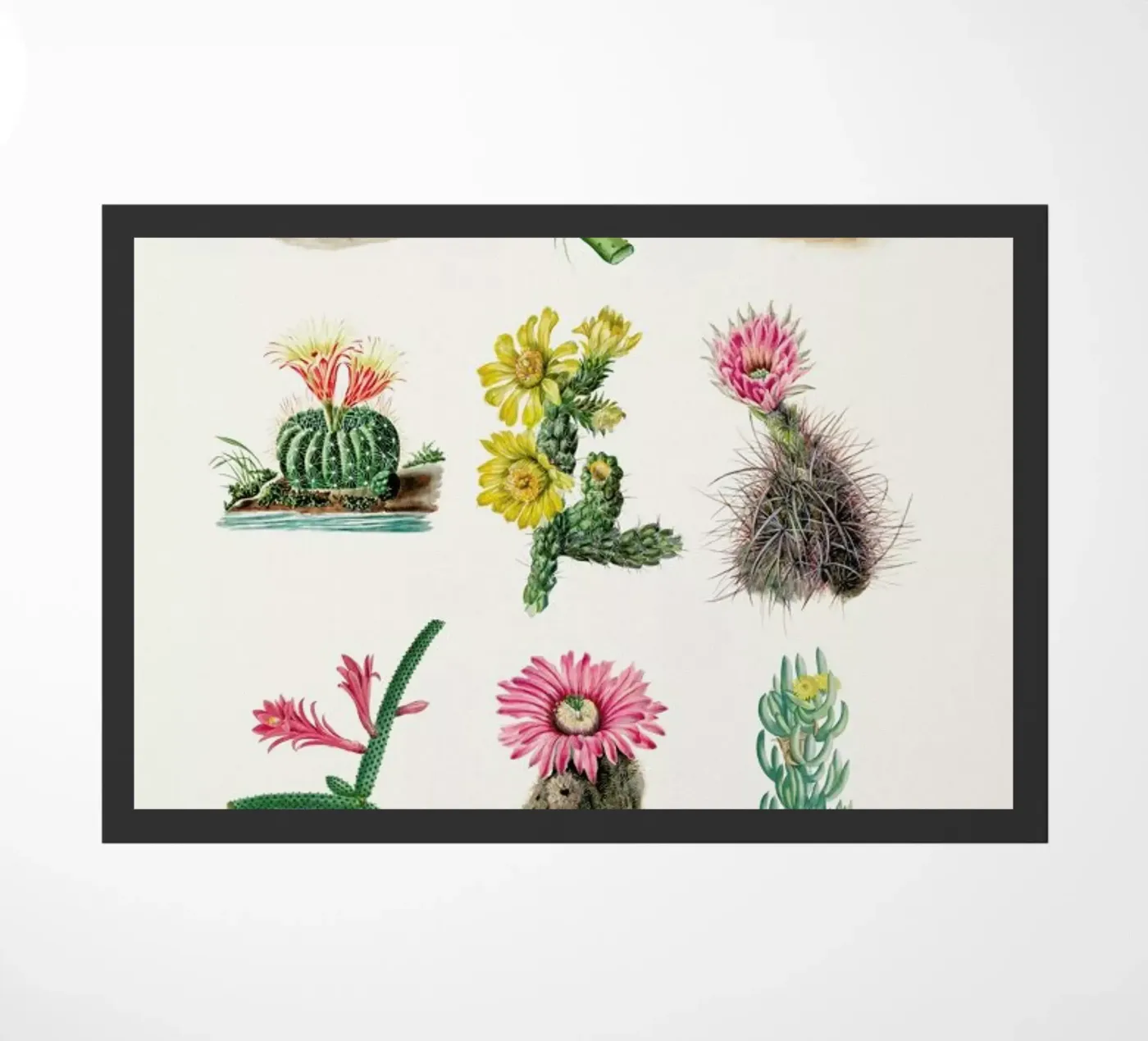 Various Cacti zerbino da Flora & Fauna