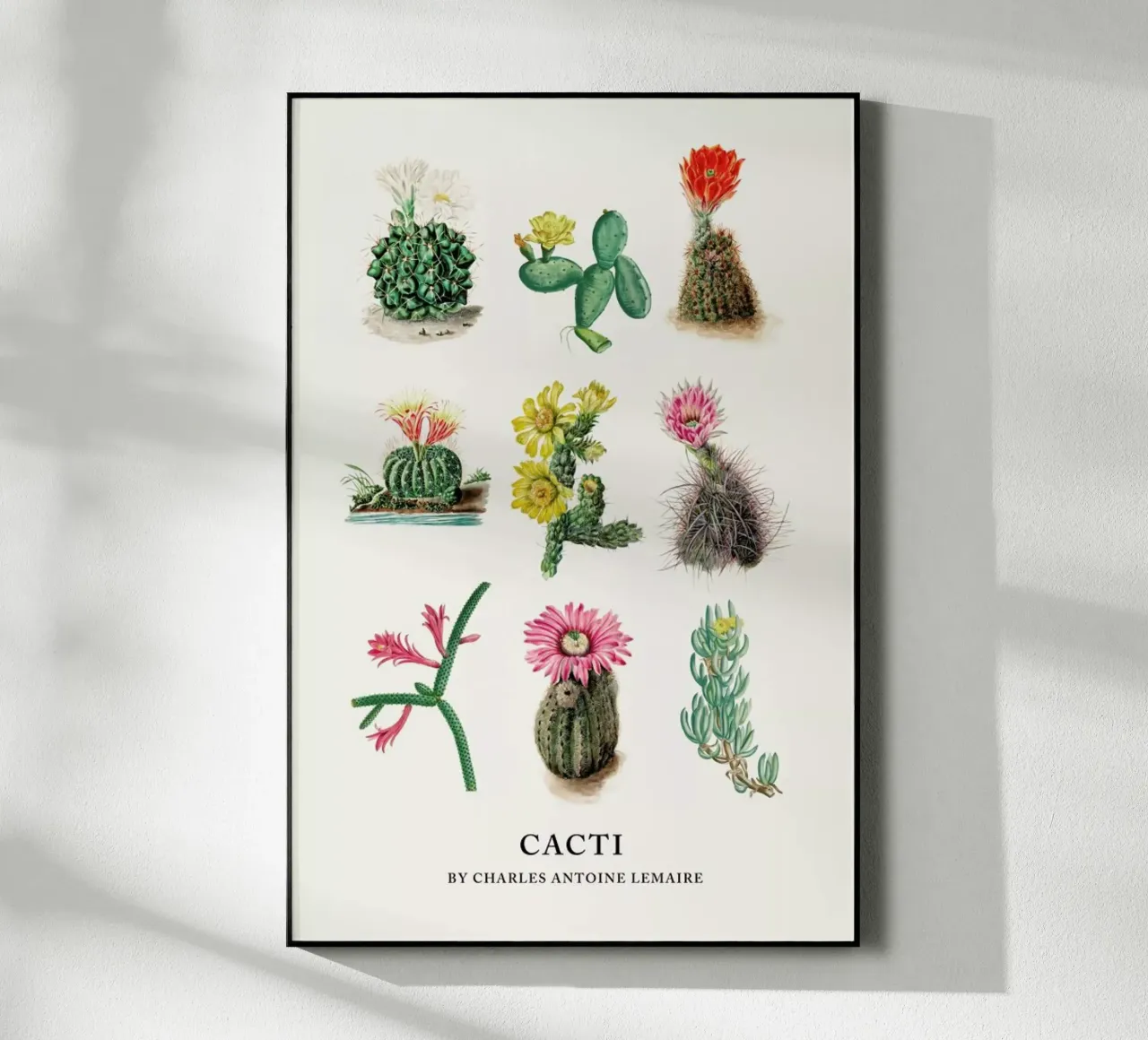 Various Cacti plexiglass da Flora & Fauna