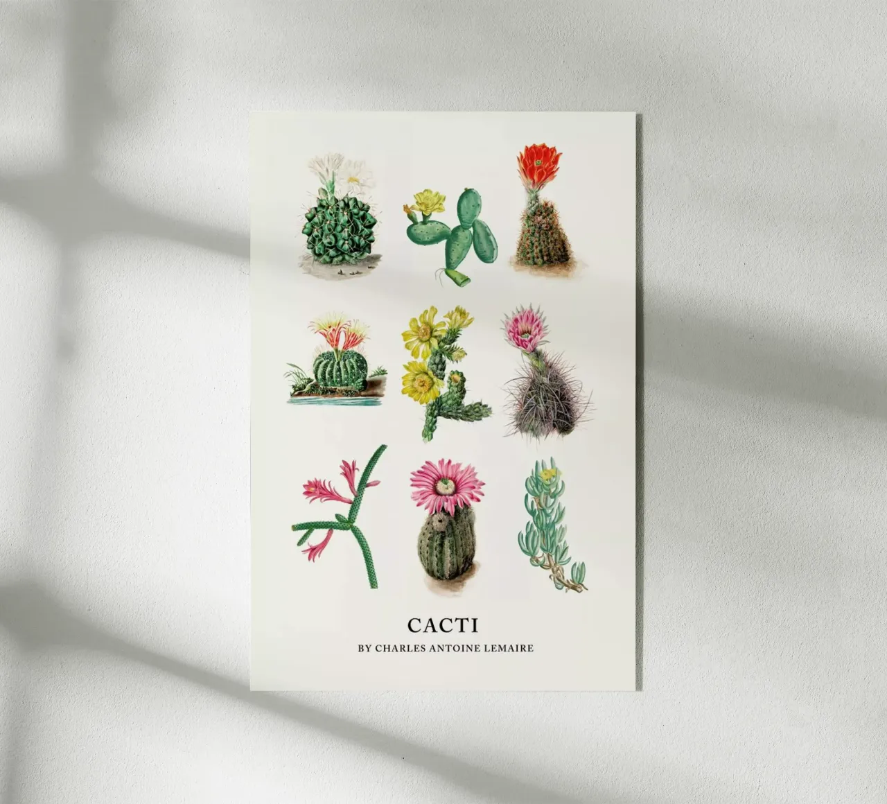 Various Cacti plexiglass da Flora & Fauna