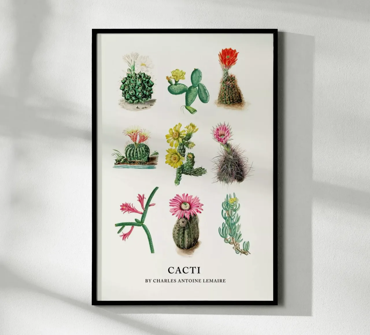 Various Cacti poster da Flora & Fauna