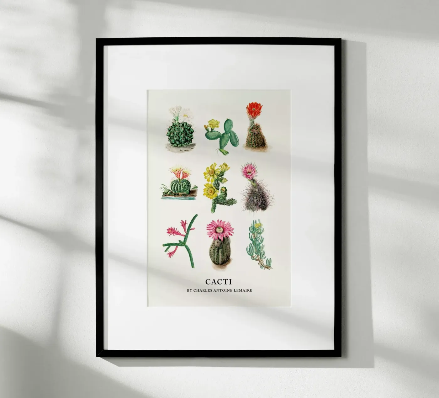 Various Cacti poster da Flora & Fauna