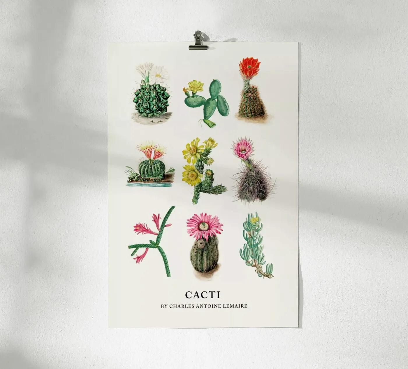 Various Cacti poster da Flora & Fauna