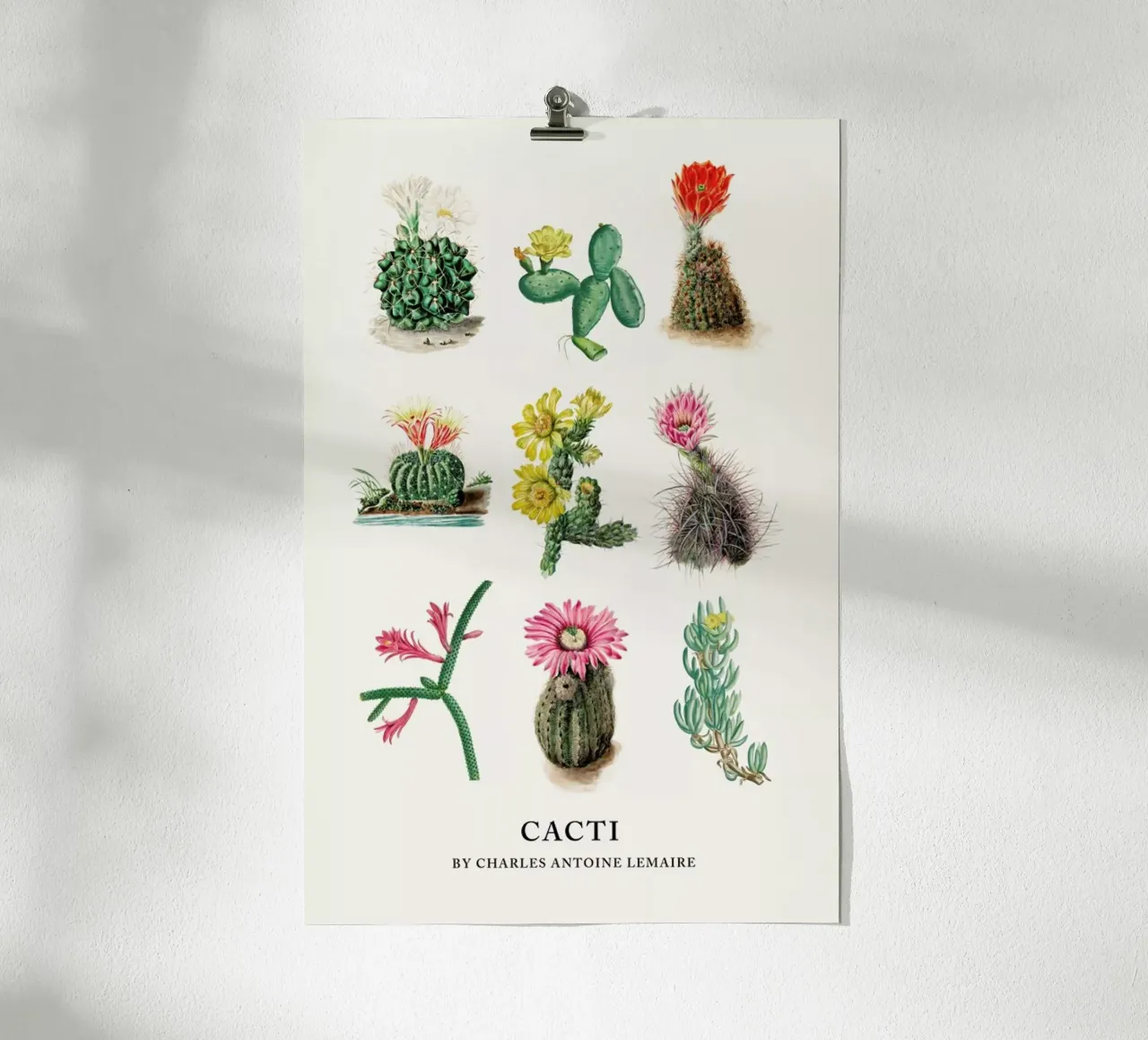 Various Cacti poster da Flora & Fauna