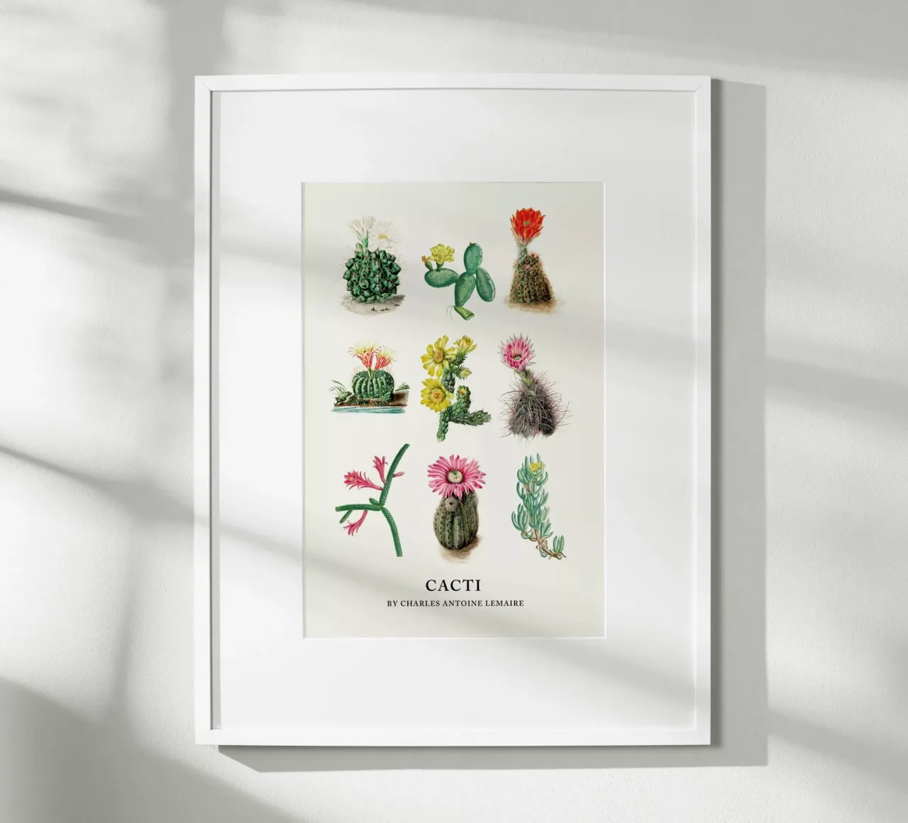 Various Cacti carta hahnemühle da Flora & Fauna