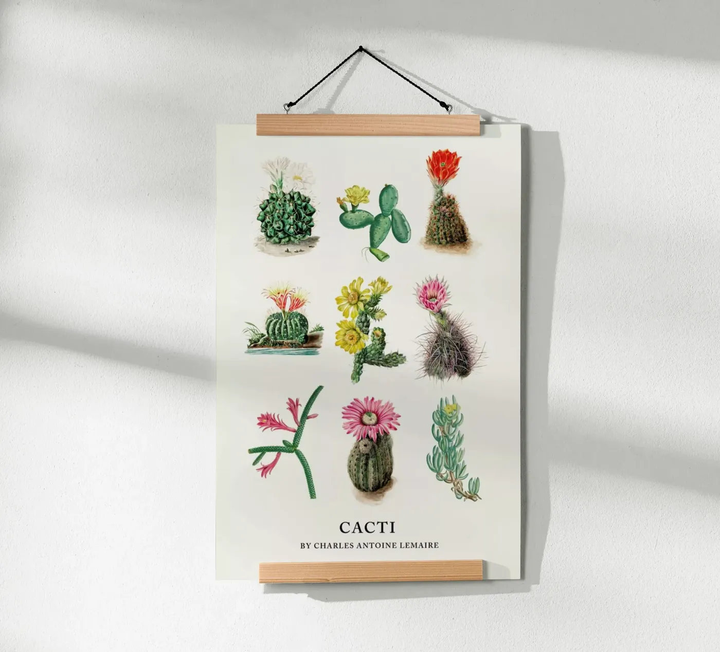 Various Cacti poster da Flora & Fauna