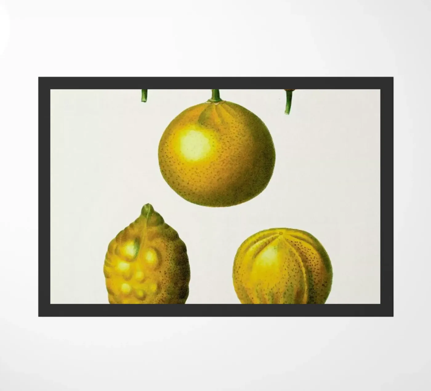 Citrus Fruit doormat by Flora & Fauna