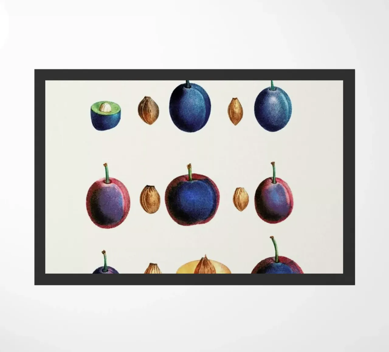 Prunes zerbino da Flora & Fauna