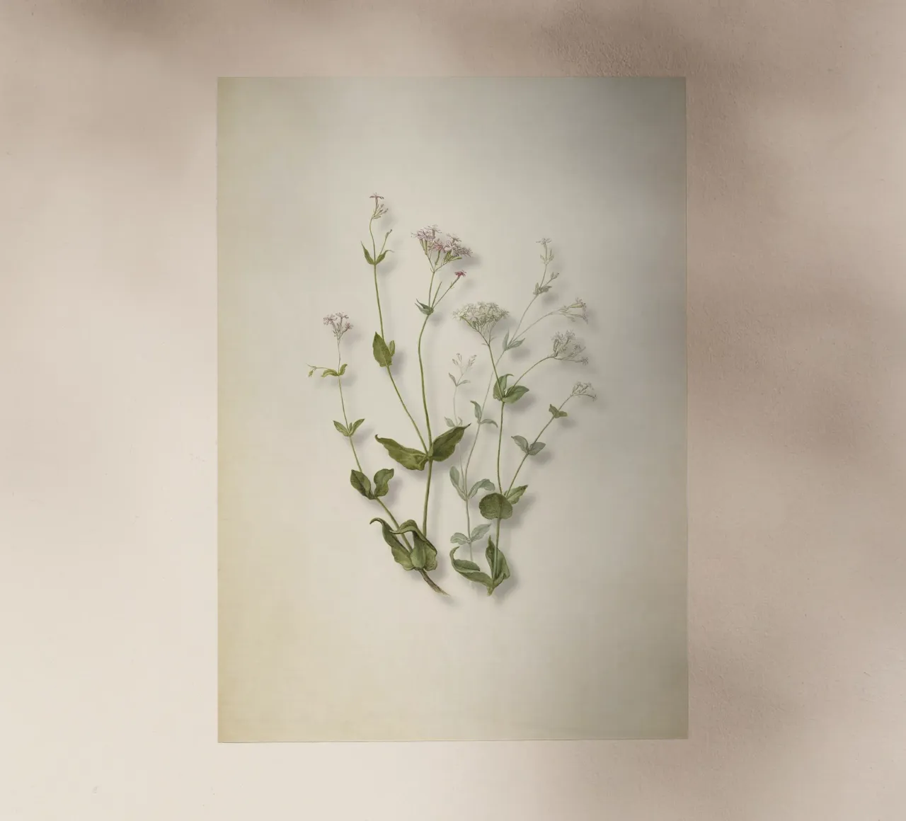 Stampa botanica di Herman Saftleven - Senna e farfalla d'epoca pellicola backlit da ClubArt