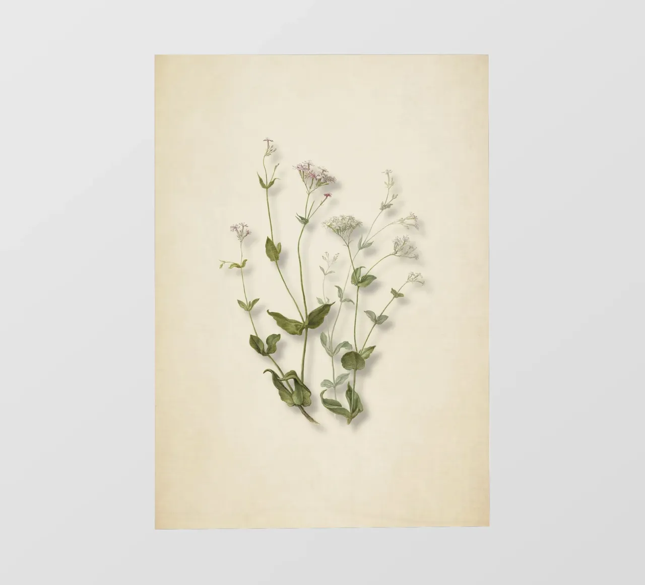 Stampa botanica di Herman Saftleven - Senna e farfalla d'epoca pellicola backlit da ClubArt