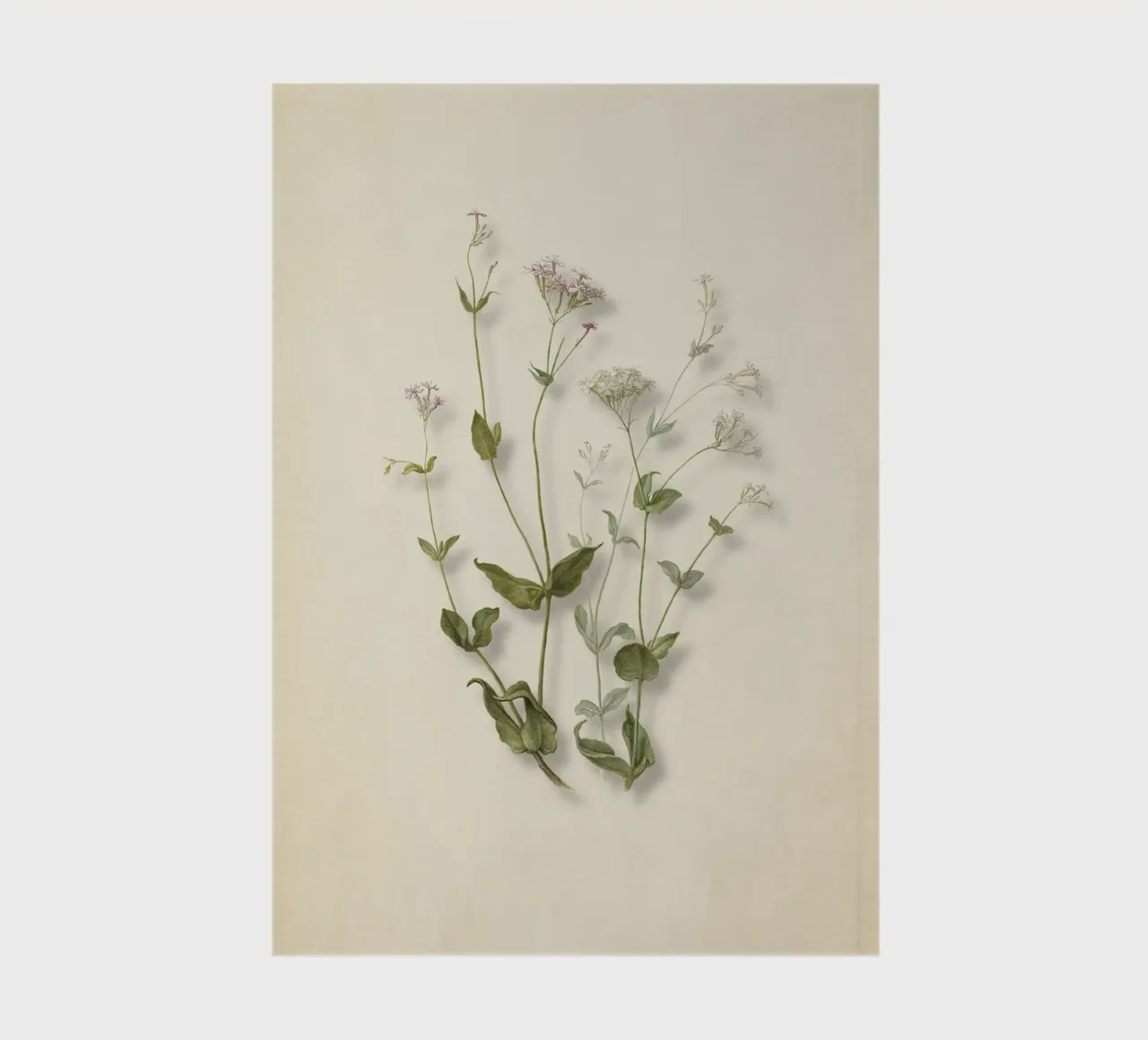 Herman Saftleven Botanical Print - Vintage Senna & Catchfly notebook by ClubArt