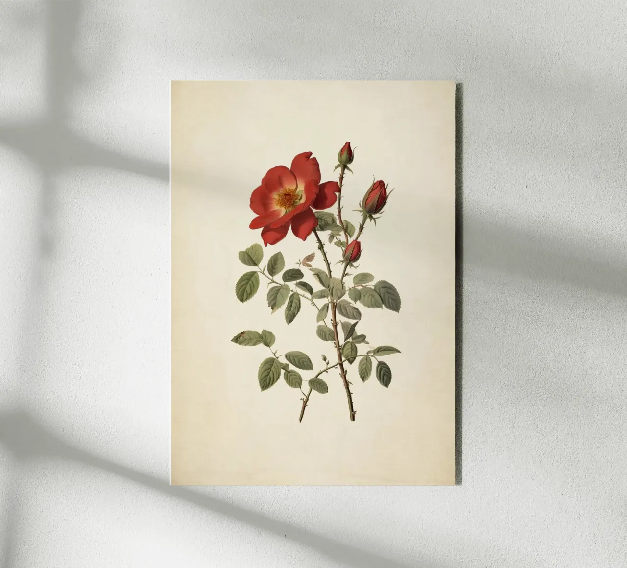 Vintage Wild Rose Botanical Print - Rustic Red Rose Art aluminio dibond de ClubArt