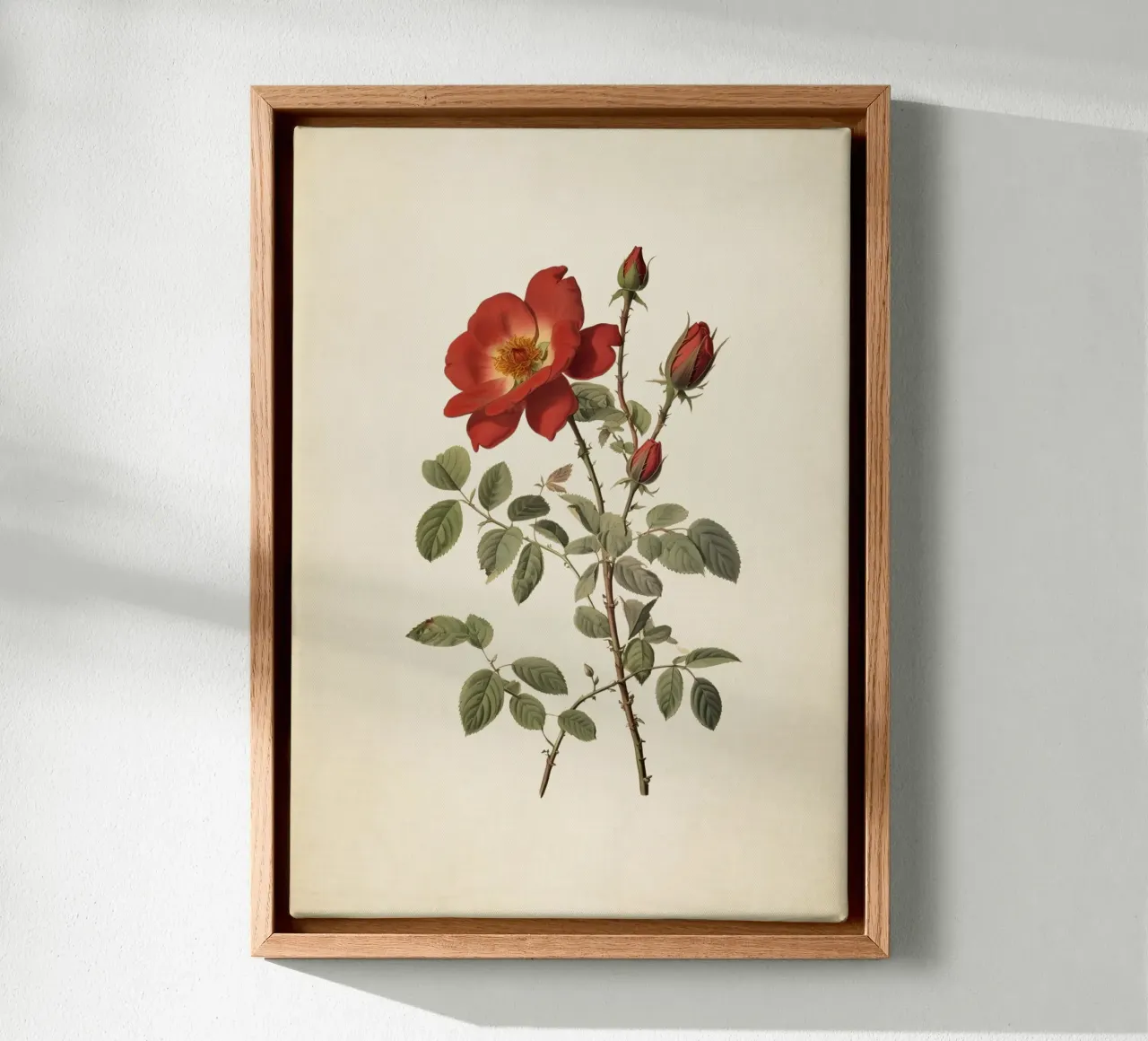 Vintage Wild Rose Botanical Print - Rustic Red Rose Art canvas with Floater frame by ClubArt