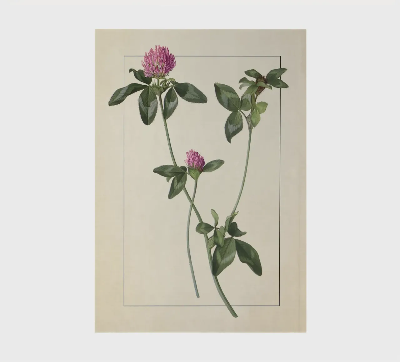 Vintage Red Clover Botanical Print - Lucky Shamrock Art notebook by ClubArt
