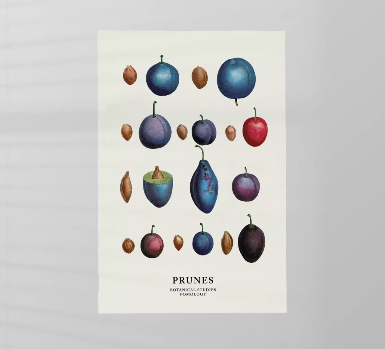 Prunes pellicola backlit da Flora & Fauna
