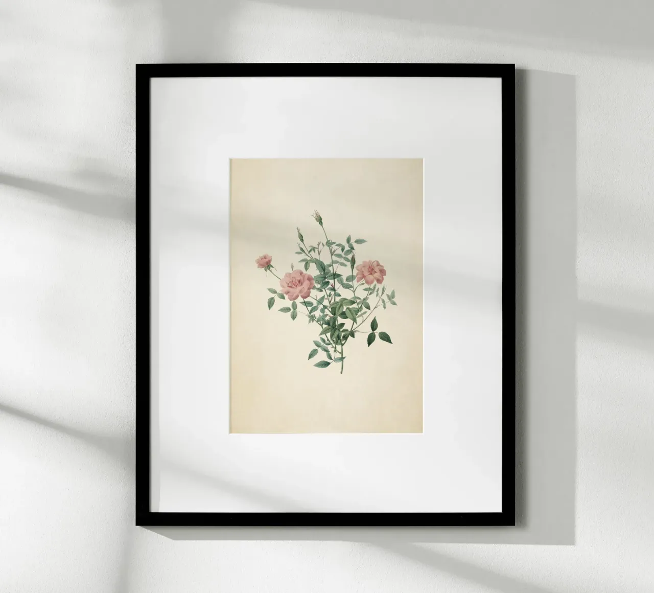 Rosa Indica Pumila Print - Vintage Pink Rose Botanical Art poster con telaio in plastica da ClubArt