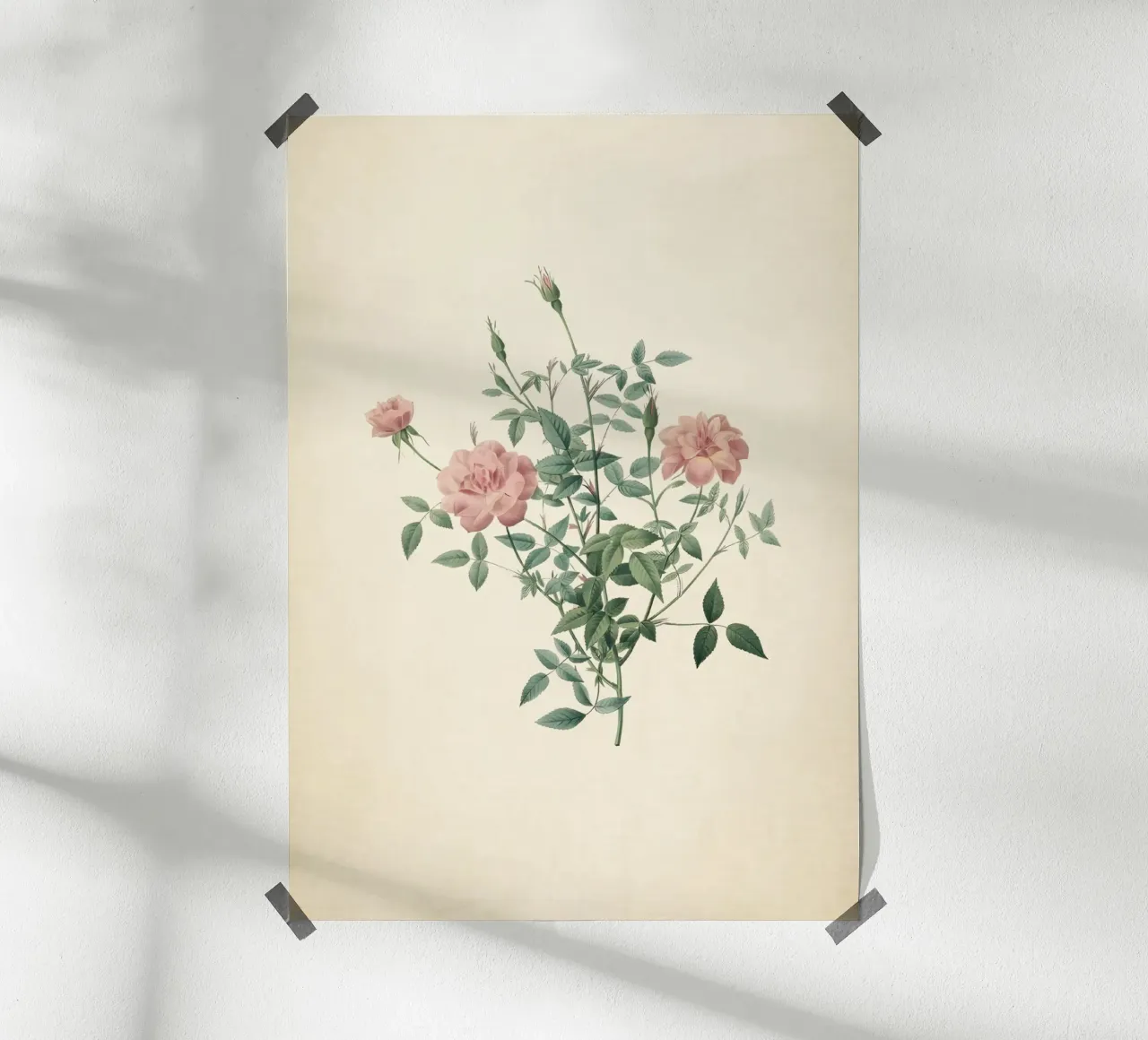 Rosa Indica Pumila Print - Vintage Pink Rose Botanical Art poster con telaio in plastica da ClubArt