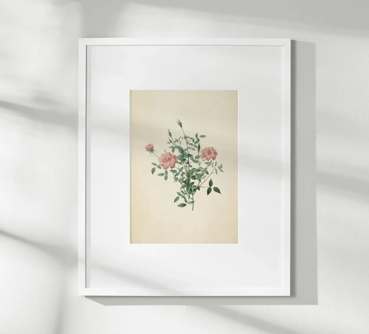 Rosa Indica Pumila Print - Vintage Pink Rose Botanical Art poster con telaio in plastica da ClubArt