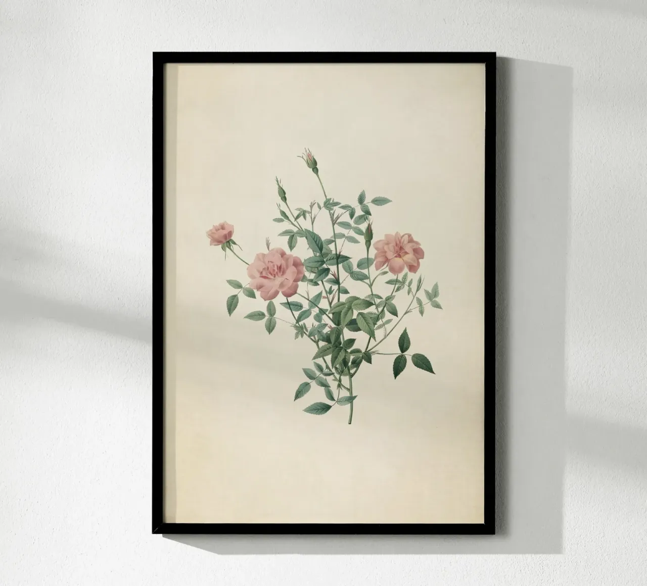 Rosa Indica Pumila Print - Vintage Pink Rose Botanical Art poster con telaio in plastica da ClubArt