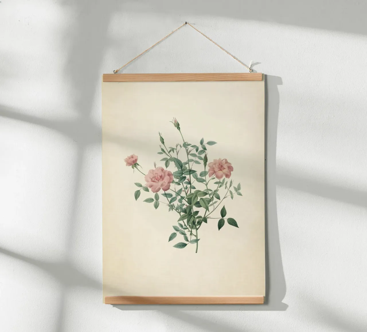 Rosa Indica Pumila Print - Vintage Pink Rose Botanical Art poster con telaio in plastica da ClubArt