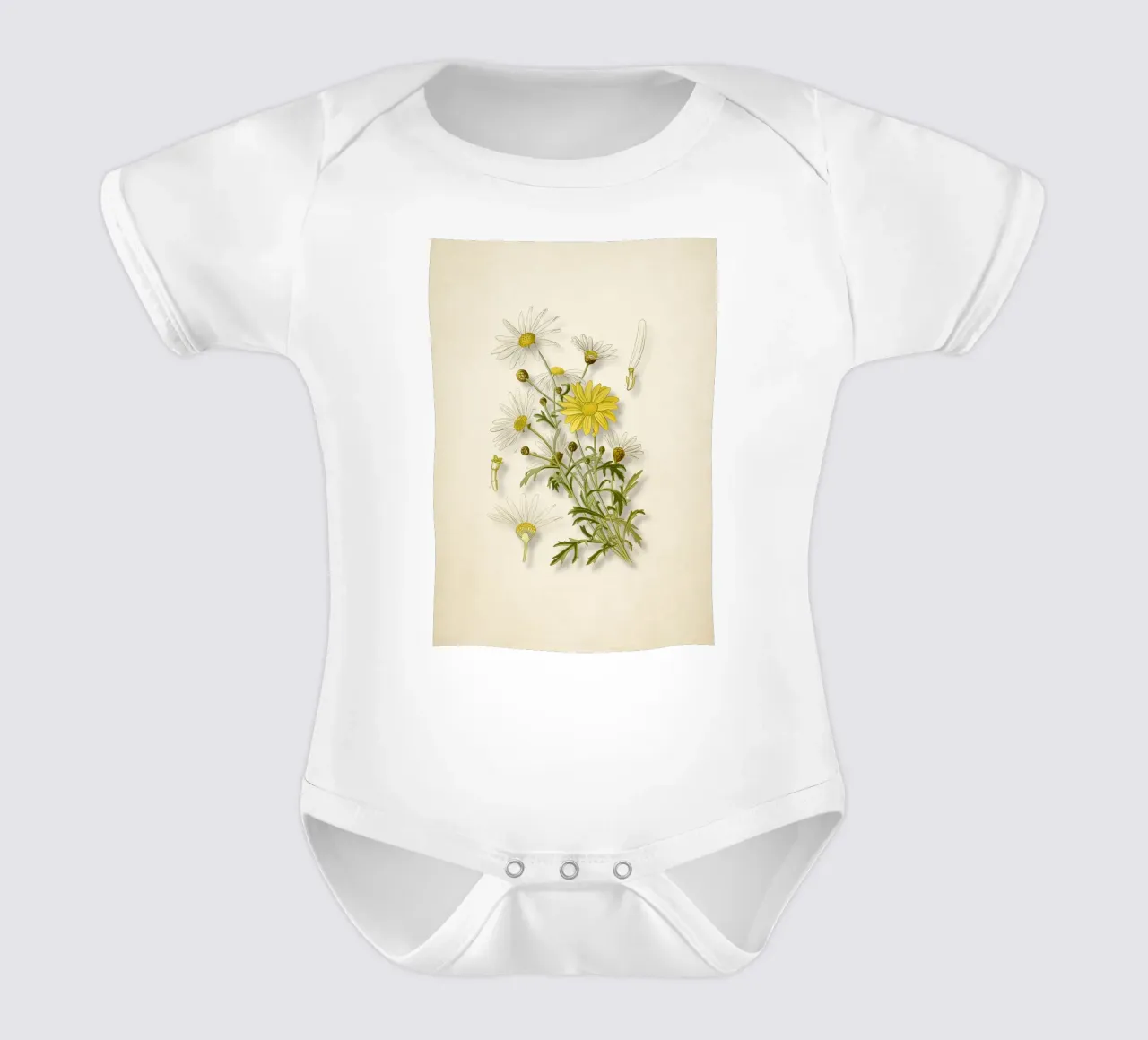 Argyranthemum Frutescens Print - Vintage Daisy Botanical Art short-sleeve baby romper by ClubArt