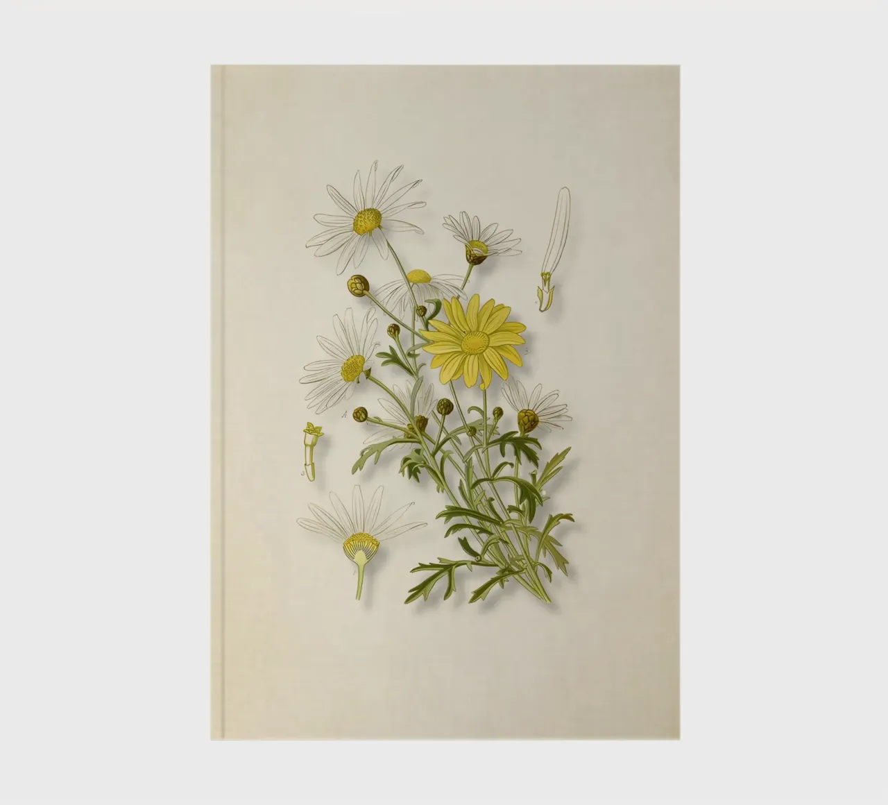 Argyranthemum Frutescens Print - Vintage Daisy Botanical Art notebook by ClubArt