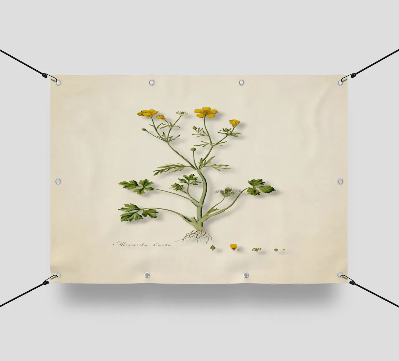 Ranunculus Hirsutus Print - Vintage Boterbloem Botanische Kunst pvc-zeil van ClubArt
