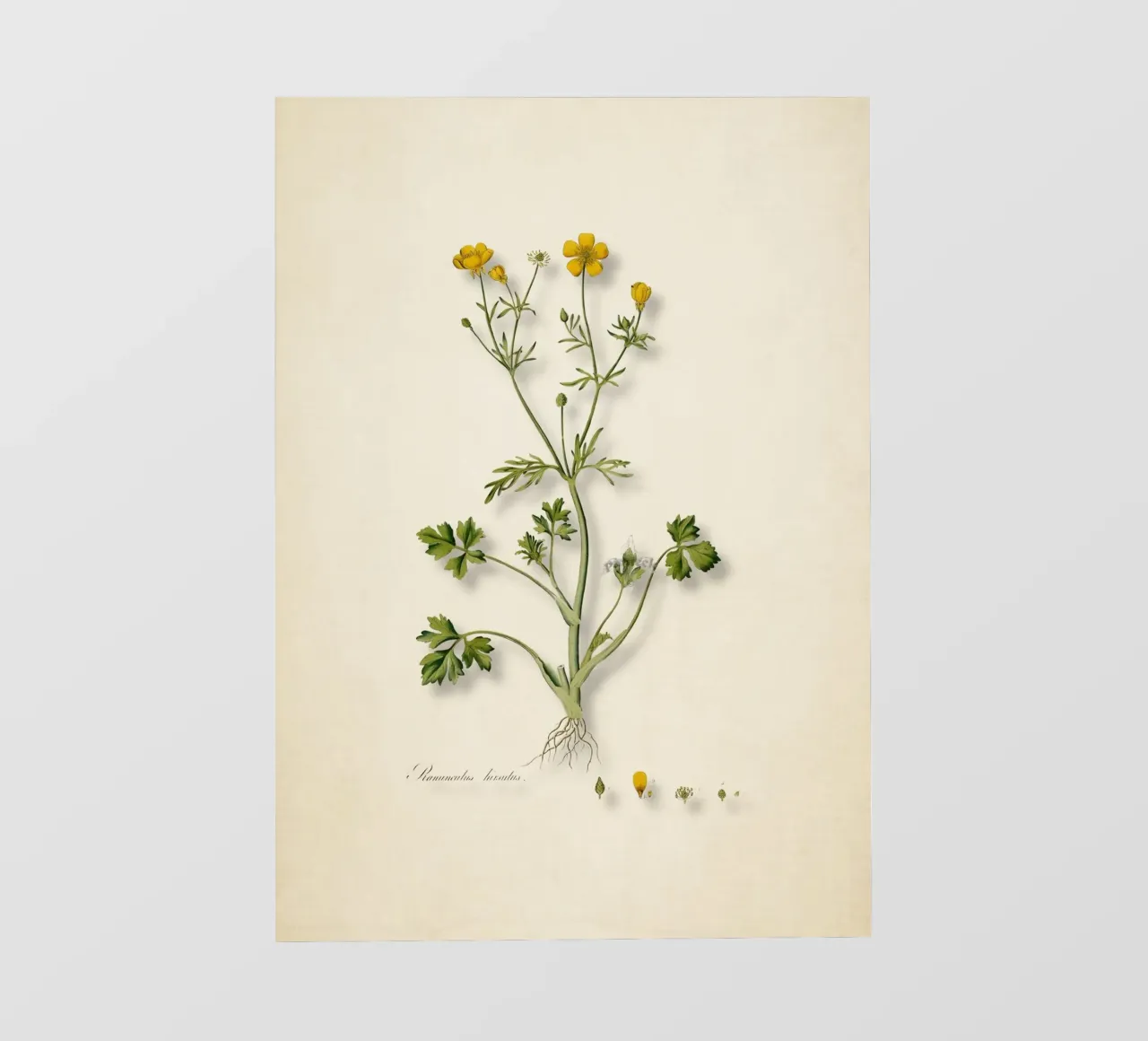Ranunculus Hirsutus Print - Vintage Boterbloem Botanische Kunst pvc-zeil van ClubArt
