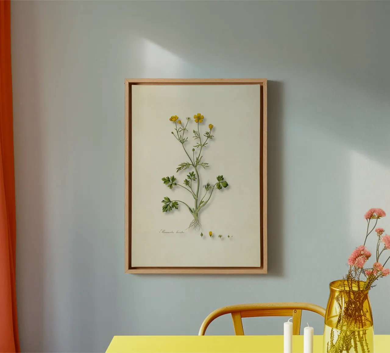 Ranunculus Hirsutus Print - Vintage Boterbloem Botanische Kunst canvas met Baklijst van ClubArt