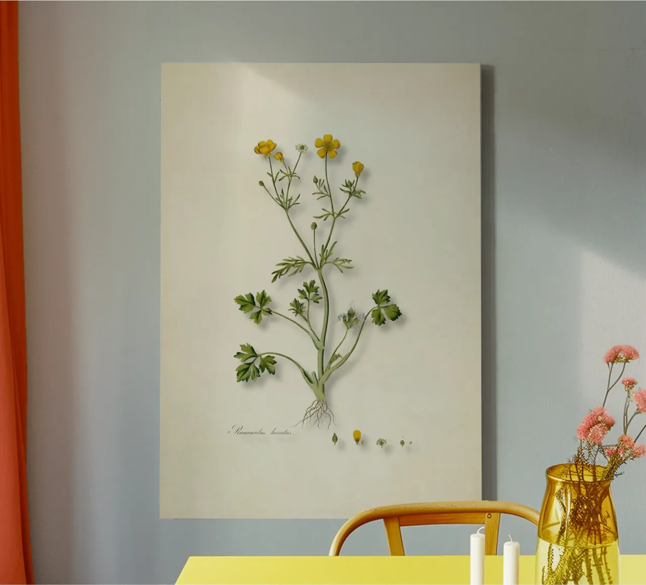 Ranunculus Hirsutus Print - Vintage Boterbloem Botanische Kunst canvas met Baklijst van ClubArt