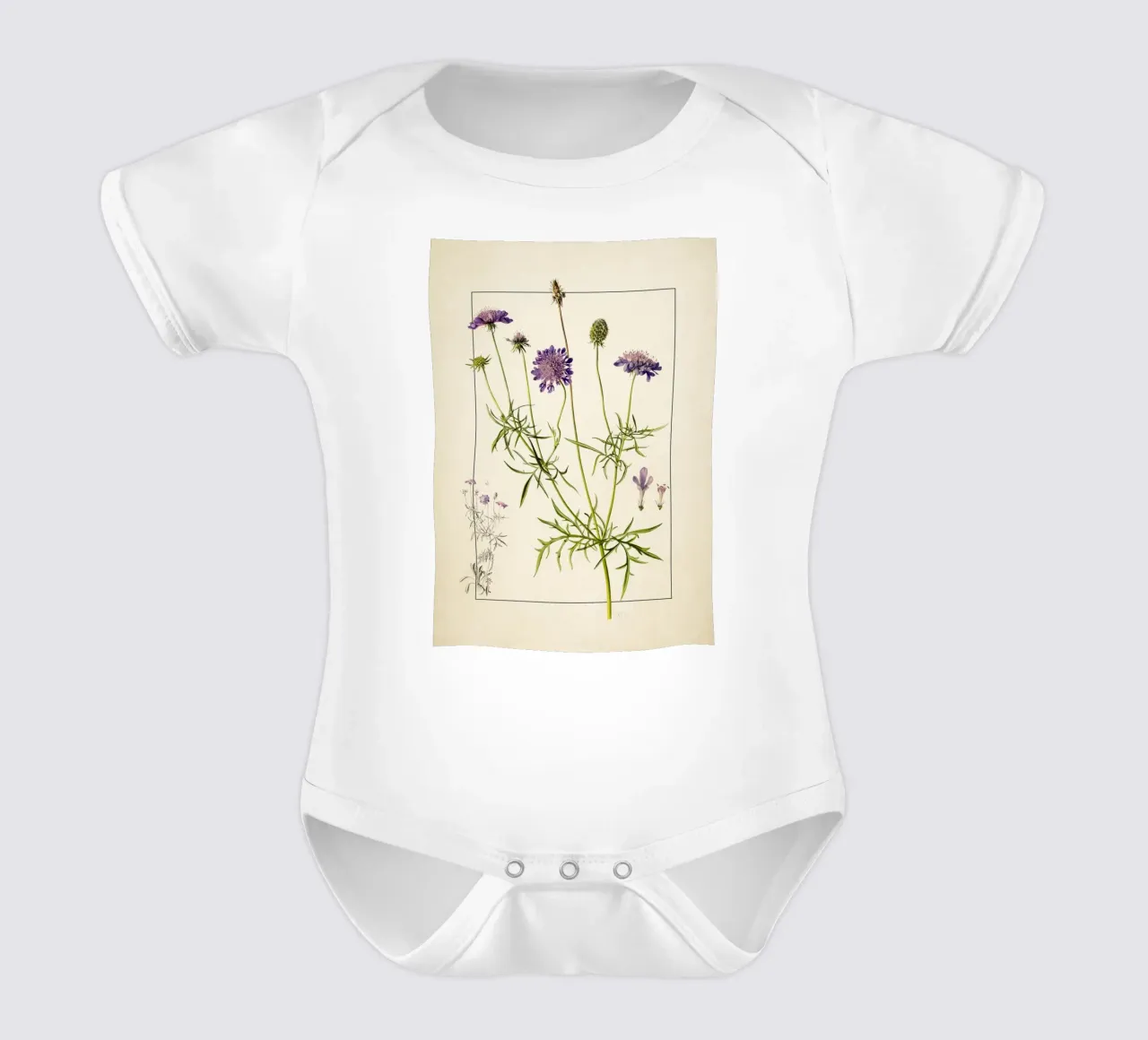 Stampa Scabiosa Columbaria - Fiore vintage a cuscino viola body neonato maniche corte da ClubArt