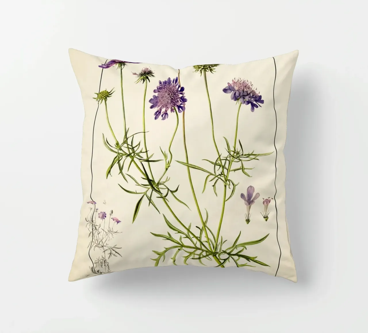Stampa Scabiosa Columbaria - Fiore vintage a cuscino viola cuscino da ClubArt