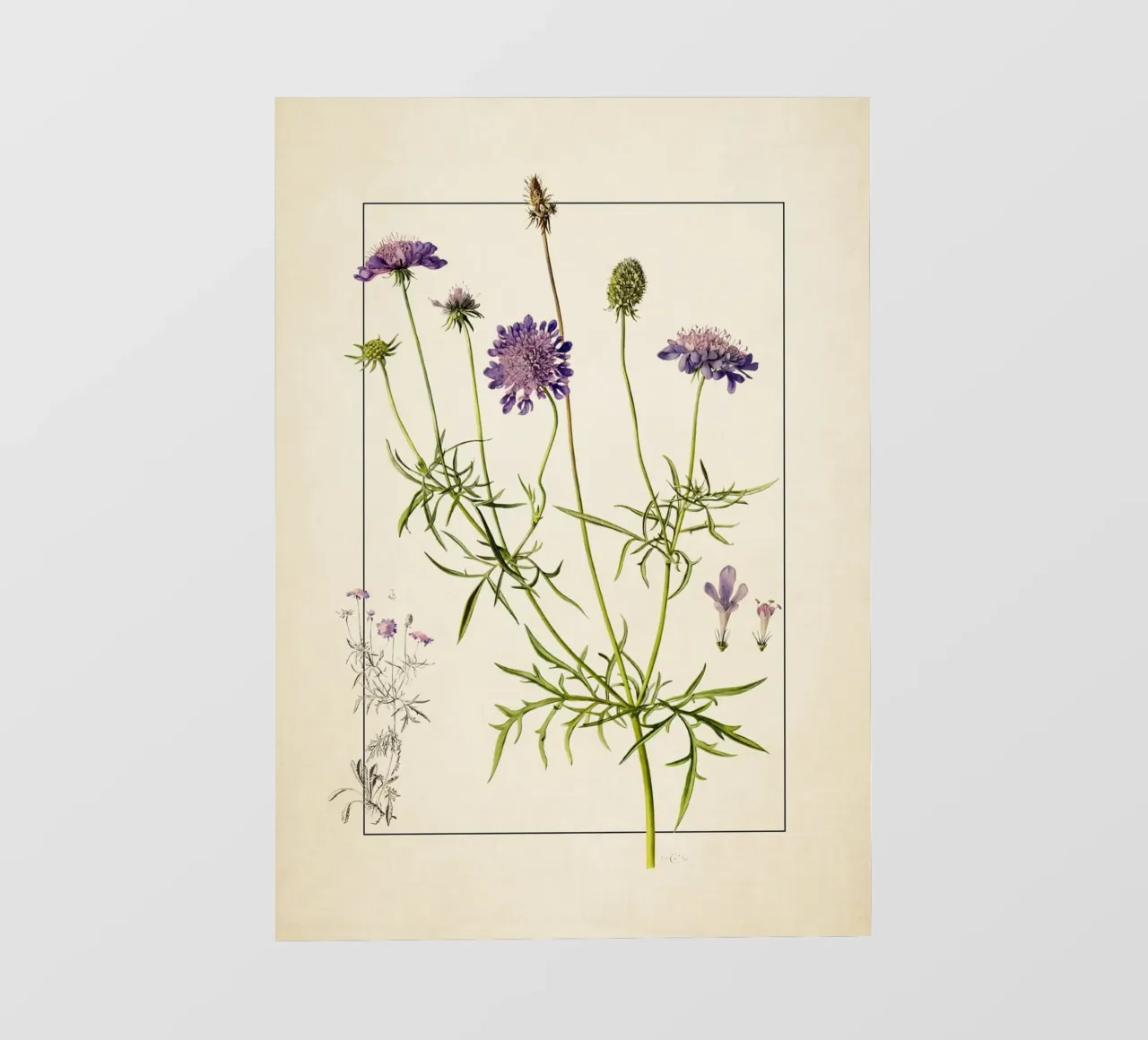 Stampa Scabiosa Columbaria - Fiore vintage a cuscino viola pellicola backlit da ClubArt