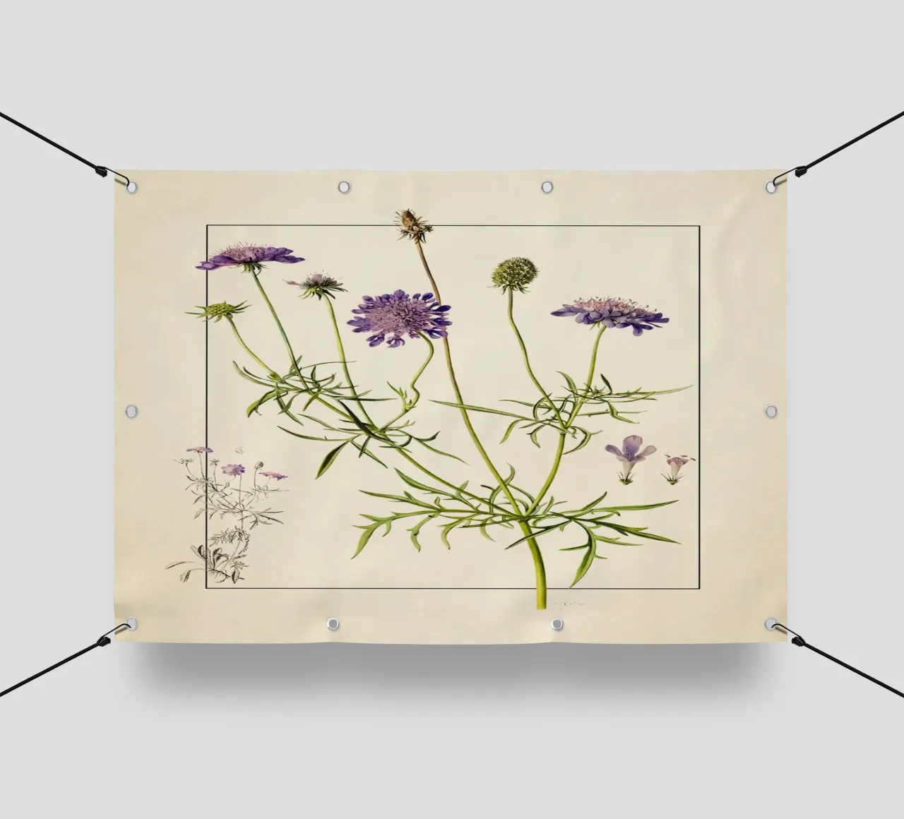 Stampa Scabiosa Columbaria - Fiore vintage a cuscino viola telo in pvc da ClubArt