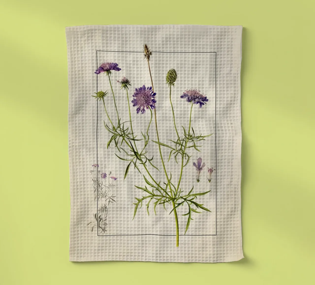 Scabiosa Columbaria Print - Fleur en pelote d'épingles violette vintage torchon de ClubArt