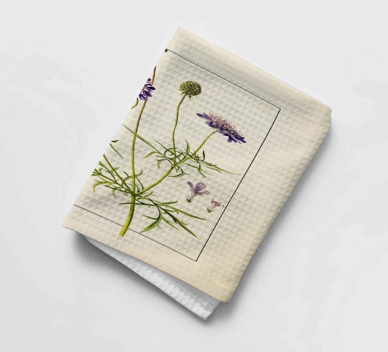 Scabiosa Columbaria Print - Fleur en pelote d'épingles violette vintage torchon de ClubArt
