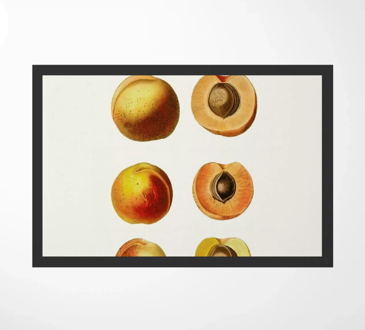 Peaches zerbino da Flora & Fauna