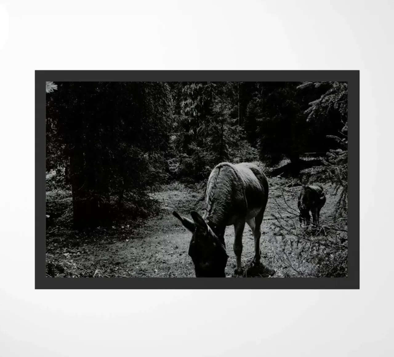 Friends zerbino da Sebastian Hilgetag