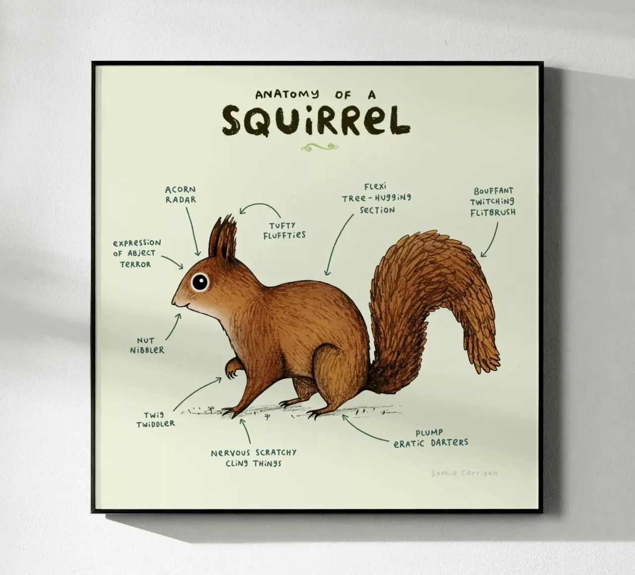Anatomy Of A Squirrel plexiglass da Sophie Corrigan
