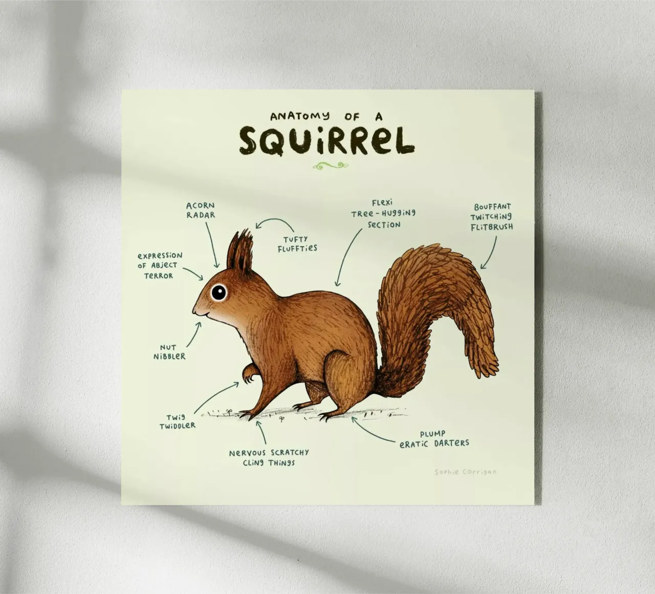 Anatomy Of A Squirrel plexiglass da Sophie Corrigan