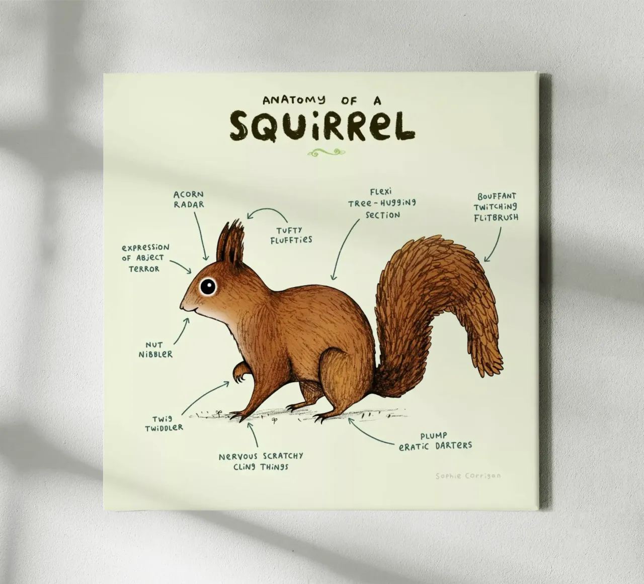 Anatomy Of A Squirrel tela da Sophie Corrigan