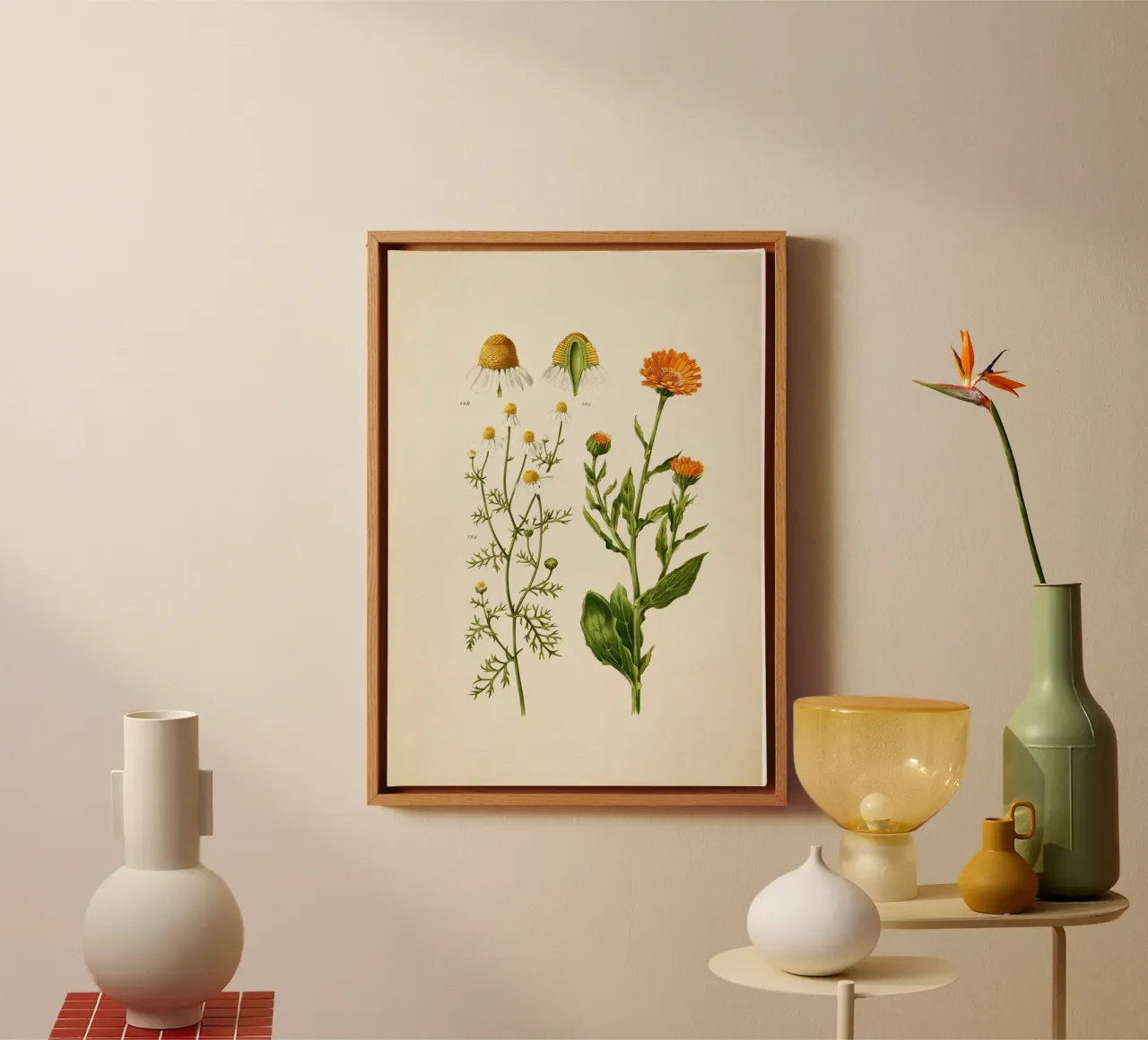Stampa Calendula e camomilla - Arte botanica d'epoca alle erbe tela con Cornice a cassetta da ClubArt
