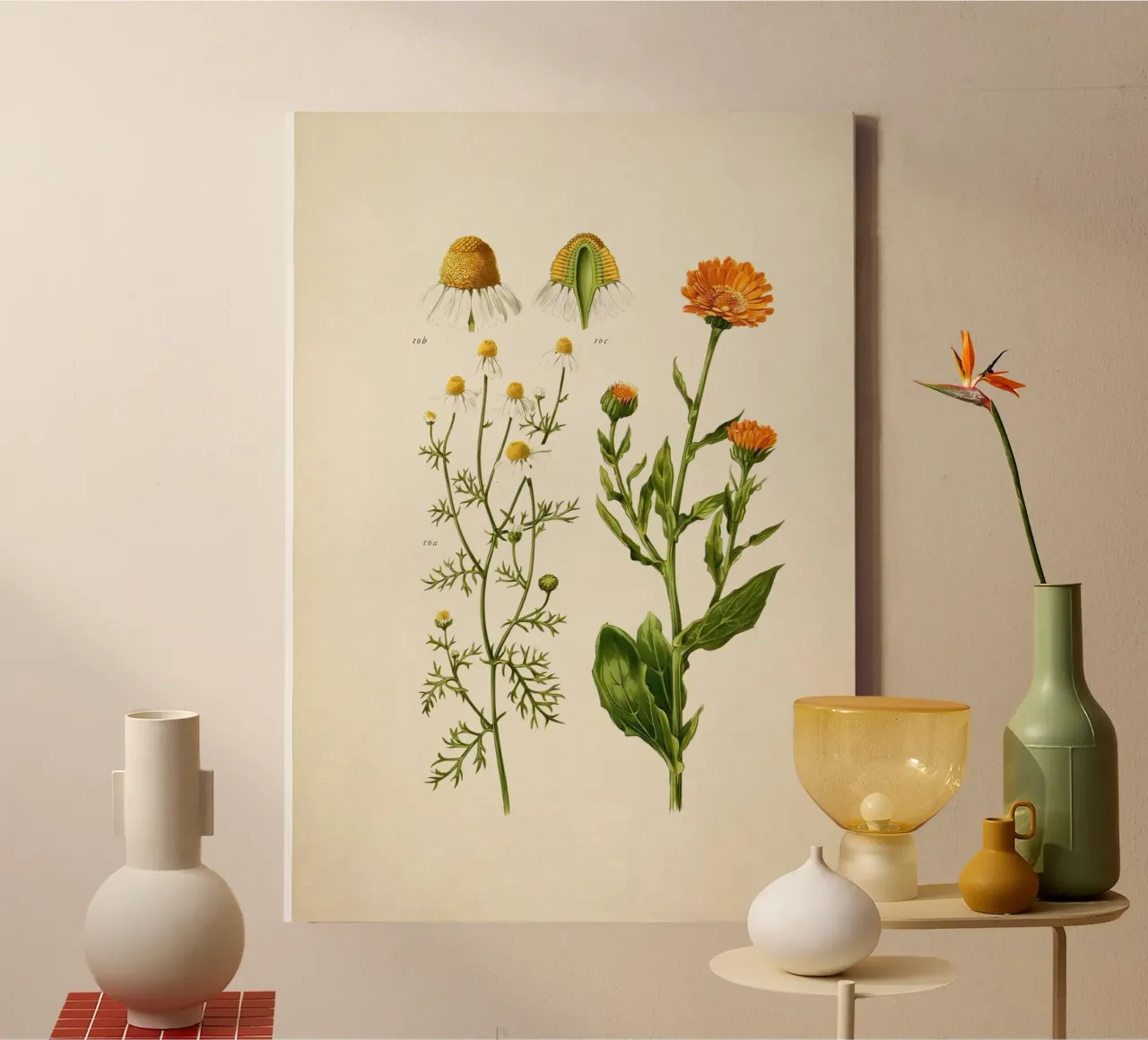 Stampa Calendula e camomilla - Arte botanica d'epoca alle erbe tela con Cornice a cassetta da ClubArt